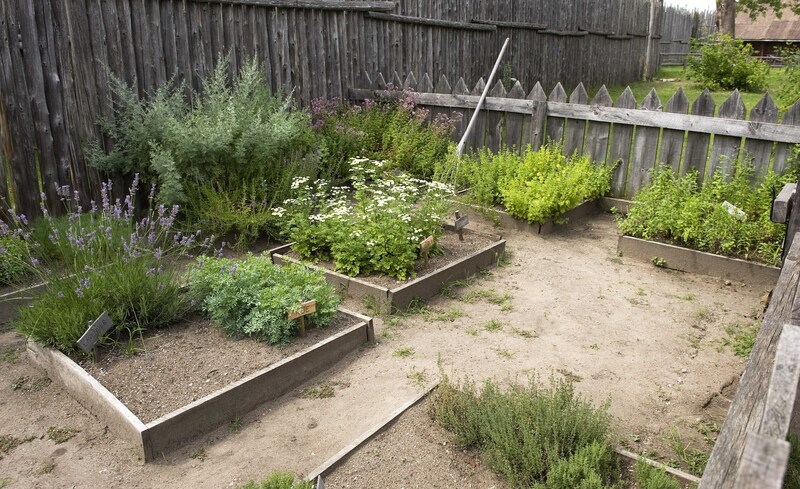 home plants