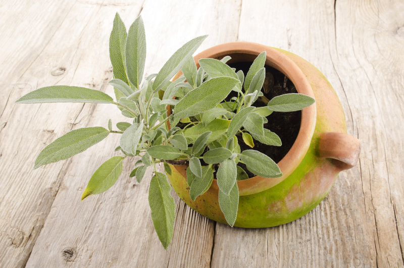 landscape design garden