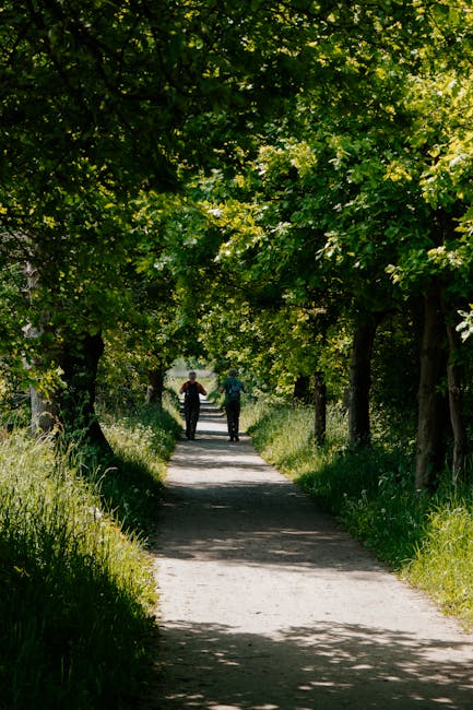 A shaded pathway in a lush green park with tall trees forming a canopy overhead, their branches and leaves creating dappled sunlight on the dirt trail below. Alongside the path, dense grass and foliag